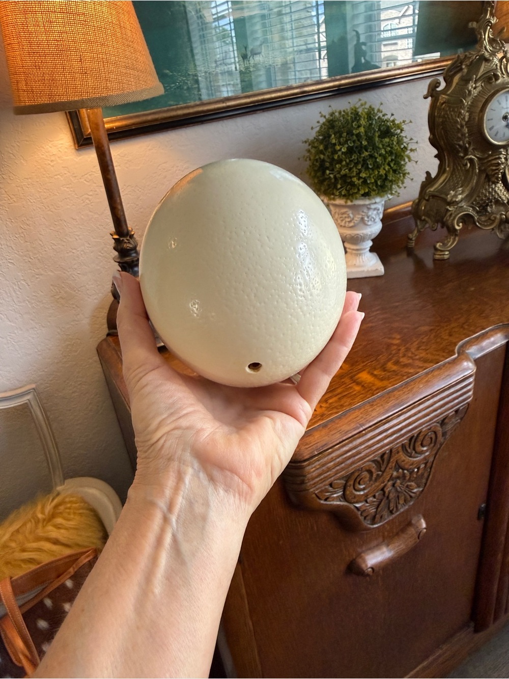 Large Real Blown Ostrich Egg - Picture 17 of 17